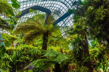 ŞARKI, 3 EKİM 2019: Singapur 'daki Bulut Ormanı