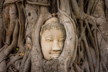 Buda kafası Ayutthaya, Tayland 'da bir Banyan ağacına gömülü.