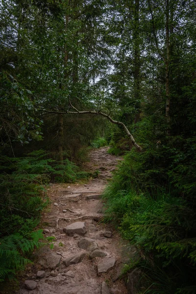 Wild Wandelpad Het Zwarte Bos Van Duitsland — Stockfoto