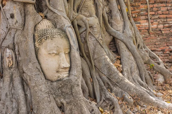 Boeddha Hoofd Ingebed Een Banyan Tree Ayutthaya Thailand — Stockfoto