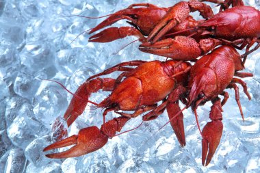 Haşlanmış kerevit buz üzerinde. Uzay kopyalayın. Bira için snack