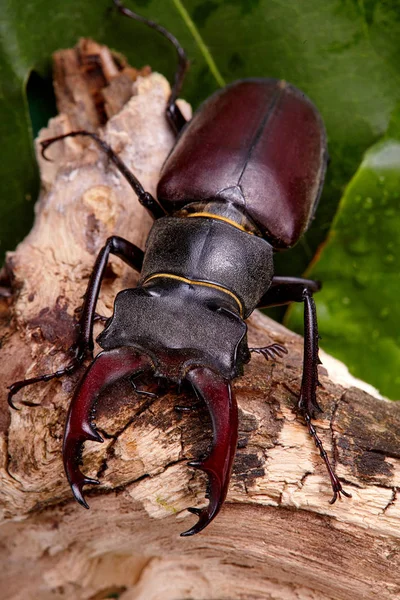 Extreme closeup.Stag beetle sitng on the wooden branch . beetles background.Macro.Stacked photo - deep focus image.