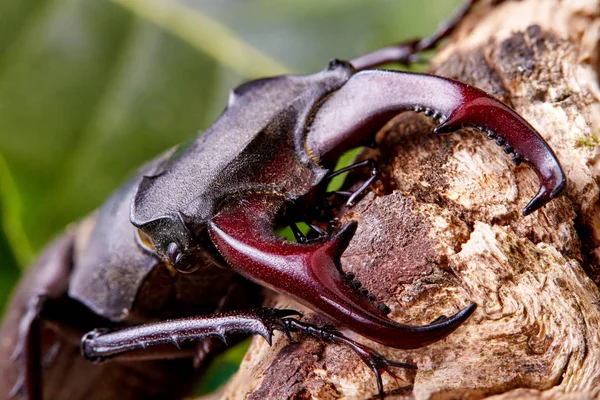 Aşırı closeup. Ahşap dal üzerinde geyik böceği Ravens'a. böcekleri arka plan. Macro.Stacked fotoğraf - derin odak resim.