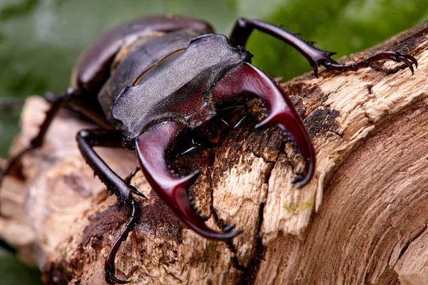 Extreme Closeup Stag Beetle Sitng Wooden Branch Background Macro Stacked — стоковое фото