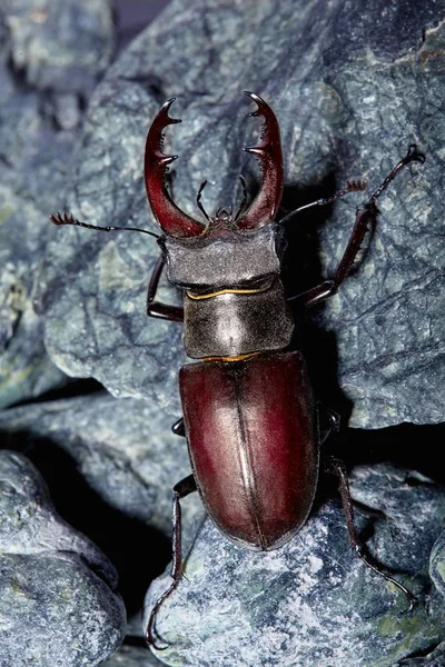 Zbliżenie Stag Beetle Siedzi Kamieniu Chrząszcze Tło — Zdjęcie stockowe