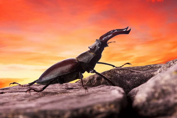 Stag beetle creeping on the stone against susnrt sky.Closeup. beetles background.