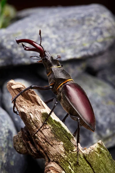 Escarabajo Ciervo Cerca Sentado Rama Madera Contra Roca Piedra Escarabajos — Foto de Stock