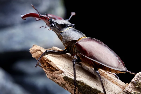 Zbliżenie Stag Beetle Siedzi Gałęzi Drewniane Przeciwko Rock Kamień Chrząszcze — Zdjęcie stockowe
