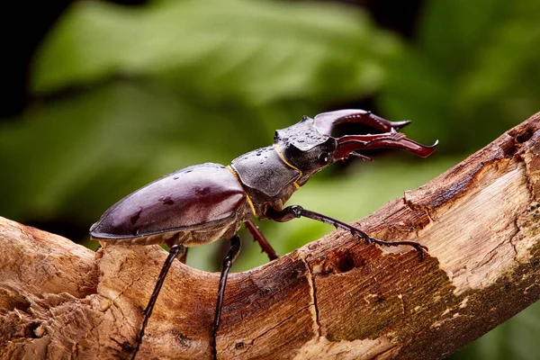 Krople Wody Krawieckie Stag Beetle Pełzanie Drewniany Gałąź Zbliżenie Chrząszcze — Zdjęcie stockowe