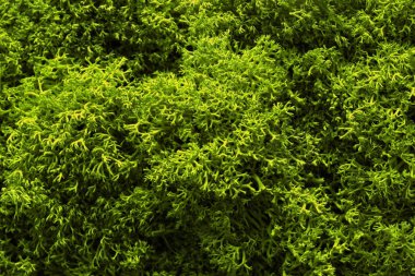 Moss. Moss portre, makro çekim doku