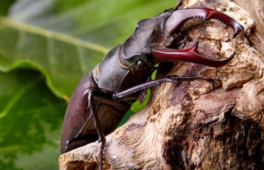 Aşırı closeup. Ahşap dal üzerinde geyik böceği Ravens'a. böcekleri arka plan. Macro.Stacked fotoğraf - derin odak resim.
