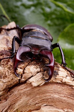 Aşırı closeup. Ahşap dal üzerinde geyik böceği Ravens'a. böcekleri arka plan. Macro.Stacked fotoğraf - derin odak resim.