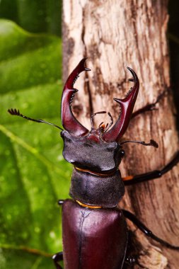 Aşırı closeup. Ahşap dal üzerinde geyik böceği Ravens'a. böcekleri arka plan. Macro.Stacked fotoğraf - derin odak resim.