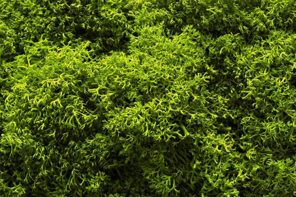 Moss Textuur Van Het Mos Close Macro Schot — Stockfoto