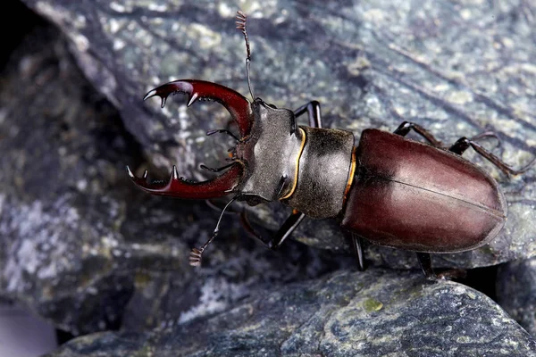 Zbliżenie Stag Beetle Siedzi Kamieniu Chrząszcze Tło — Zdjęcie stockowe
