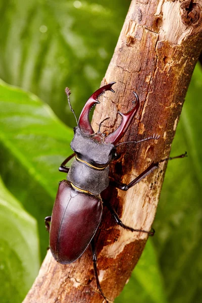 Stag Beetle Pełzanie Drewniany Gałąź Zbliżenie Chrząszcze Tło — Zdjęcie stockowe