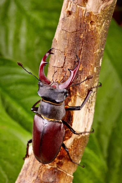 Stag Beetle Pełzanie Drewniany Gałąź Zbliżenie Chrząszcze Tło — Zdjęcie stockowe