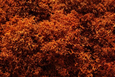 Moss. Moss portre, makro çekim doku