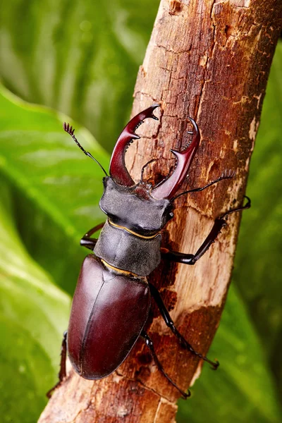 Stag Beetle Pełzanie Drewniany Gałąź Zbliżenie Chrząszcze Tło — Zdjęcie stockowe
