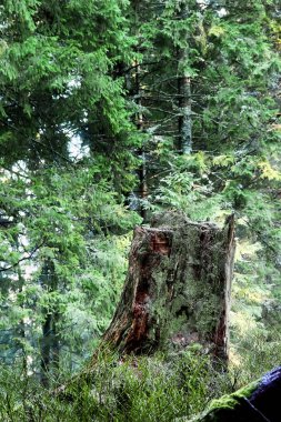 Woodland, eski ağaç kütüğü moss ve çim ile kaplı. Background.Moss.Stump.Forest