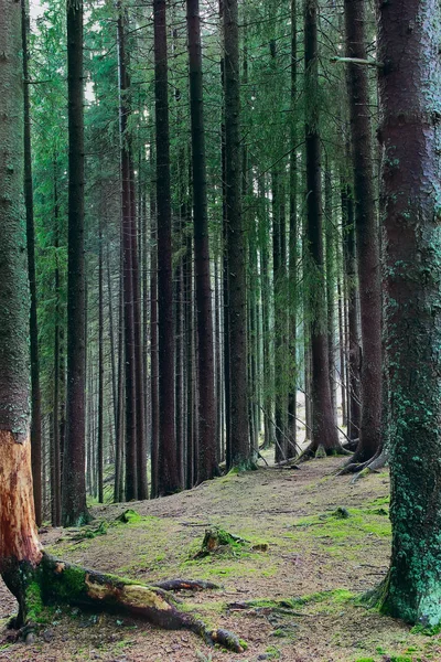 Wysokie Jodły Cudowny Drewno Stump Moss Trees Background Drewna — Zdjęcie stockowe