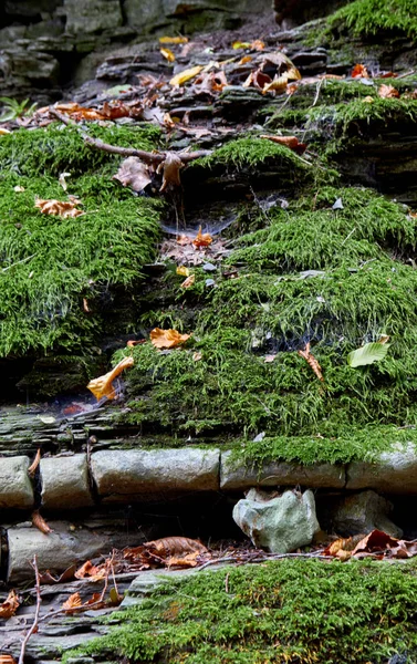 Closeup Mossy Stones Stones Covered Moss Autumn Leves — Stock Photo, Image