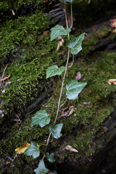 Closeup of ivy on mossy stones.Stones covered with moss. Autumn leves.