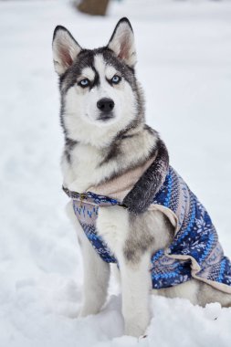 Husky köpek siting kar... Duygusal atış. Kış