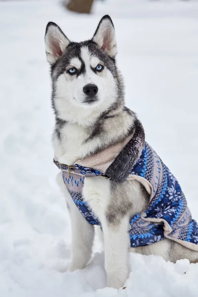 Husky Hund Placering Snön Känslomässiga Skott Vinter — Stockfoto