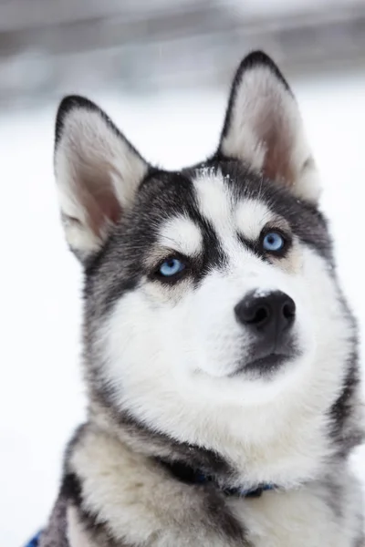 Siberian Husky Dog Nahaufnahme Portrait Puppy Emotion Dog Looking Serious — Stockfoto