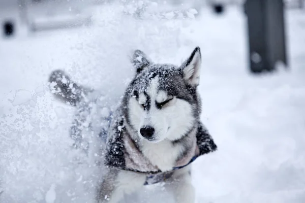 Cão Engraçado Bonito Hasky Correndo Inverno Jogando Com Neve Tiro — Fotografia de Stock