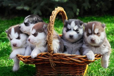Yeni doğan Sibirya husky. Köpek Sibirya husky. Sibirya husky bakır color.it çim üzerinde oturur