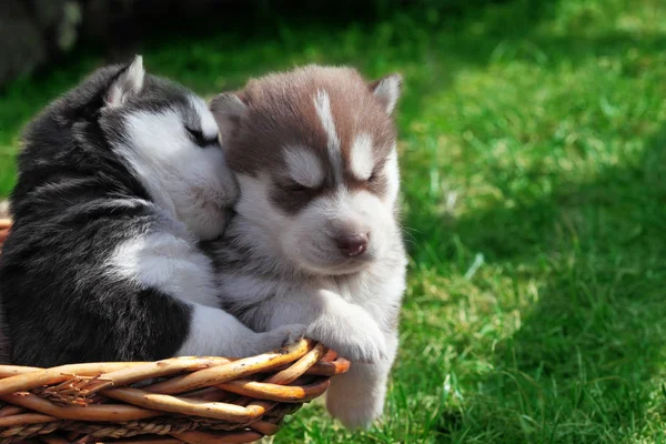 Newborn Siberian husky kissing .Puppy Siberian husky.Siberian husky copper color.it sits on the grass — Stock Photo, Image