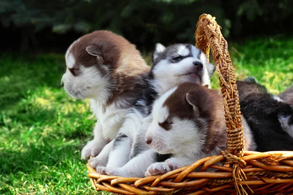 Yeni doğan Sibirya husky. Köpek Sibirya husky. Sibirya husky bakır color.it çim üzerinde oturur — Stok fotoğraf