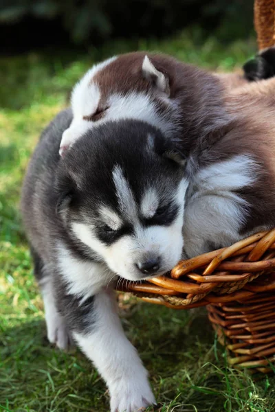 Pasgeboren Siberische Husky. Puppy Siberische Husky. Siberische Husky koper color.it zit op het gras — Stockfoto