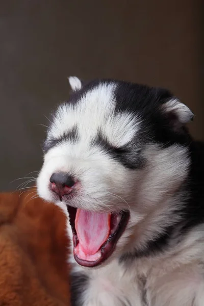 Újszülött szibériai husky nyitott száj széles yawns. Kölyök szibériai husky. Szibériai husky rézszínű. Alvás a barna szőnyegen. vicces. — Stock Fotó