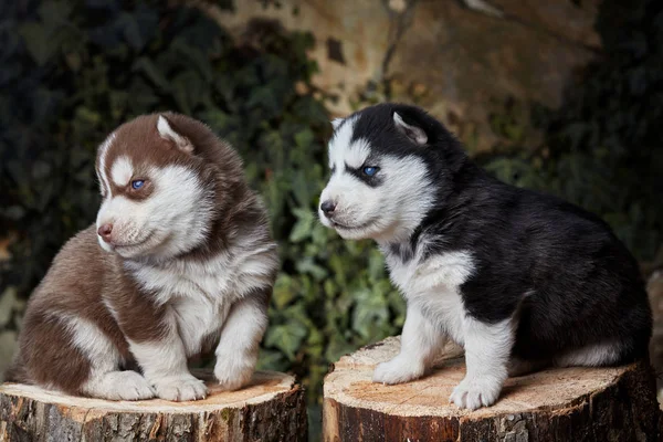 Dois recém-nascidos Siberian husky playing.Brown e black.Puppy Siberian husky.Siberian cobre husky e cor preta — Fotografia de Stock