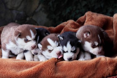 Yeni doğan Sibirya husky. Köpek Sibirya husky. Sibirya husky bakır ve siyah renk. Halıüzerinde uyuyun