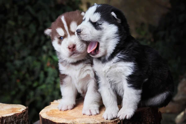 Newborn Siberian husky kissing .Puppy Siberian husky.Siberian husky copper color — Stock Photo, Image