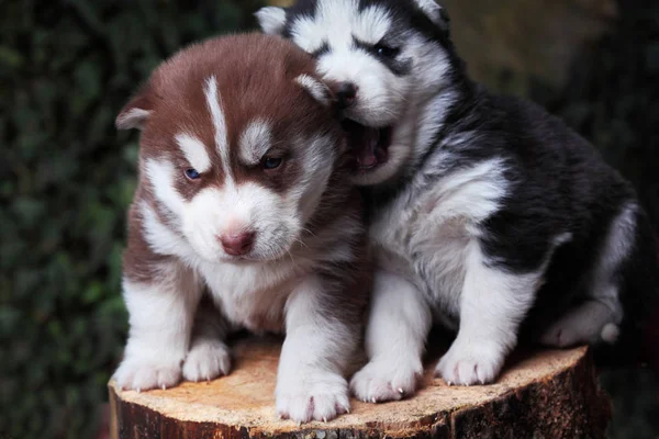 Two Newborn Siberian husky playing.Brown and black.Puppy Siberian husky.Siberian husky copper and black color — Stock Photo, Image