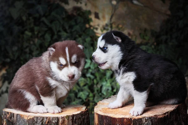 İki Yenidoğan Sibirya husky oynuyor. Kahverengi ve siyah. Köpek Sibirya husky. Sibirya husky bakır ve siyah renk — Stok fotoğraf