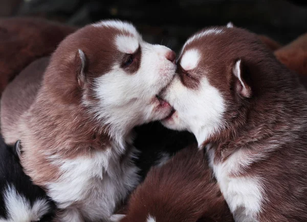 Newborn Siberian husky kissing .Puppy Siberian husky.Siberian husky copper and black color. — Stock Photo, Image