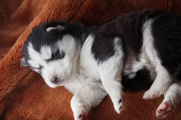 Újszülött szibériai alszanak. Kölyök szibériai husky. Szibériai husky rézszínű. Alvás a barna szőnyegen — Stock Fotó