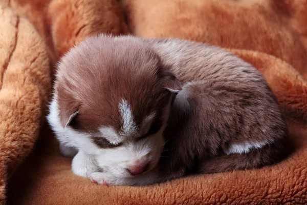 Újszülött szibériai alszanak. Kölyök szibériai husky. Szibériai husky rézszínű. Alvás a barna szőnyegen — Stock Fotó