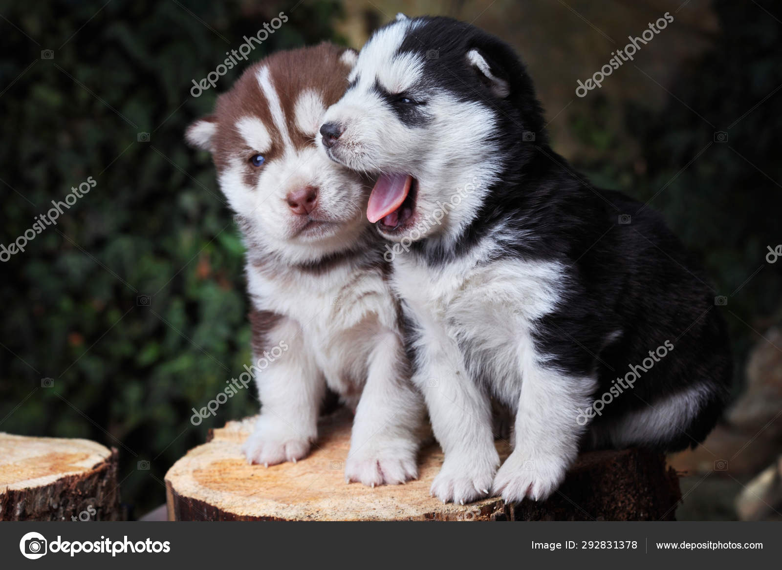 copper husky