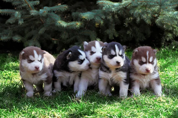 Yeni doğan Sibirya husky. Köpek Sibirya husky. Sibirya husky bakır color.it çim üzerinde oturur — Stok fotoğraf