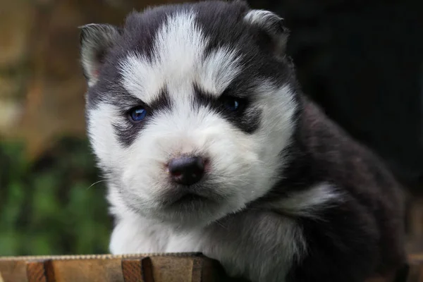 Sibirya Husky.Küçük köpek yavrusu. Yeni doğmuş husky. Black.Outdour.Liitle köpeğinin komik portreleri. Closeup — Stok fotoğraf