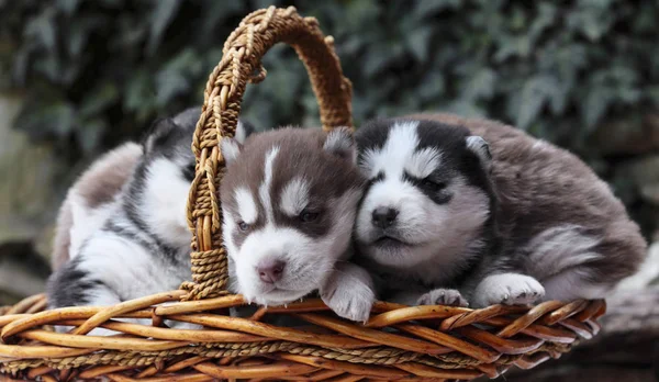 Yeni doğan Sibirya husky. Köpek Sibirya husky. Sibirya husky bakır color.it çim üzerinde oturur — Stok fotoğraf