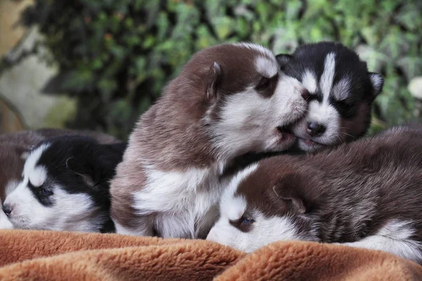 Recién nacido husky.Puppy siberiano husky.Siberian husky cobre y negro color.Sleep en la alfombra — Foto de Stock