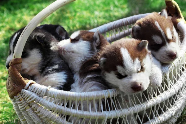 Newborn Siberian husky.Puppy Siberian husky.Siberian husky copper color.it sits on the grass — Stock Photo, Image